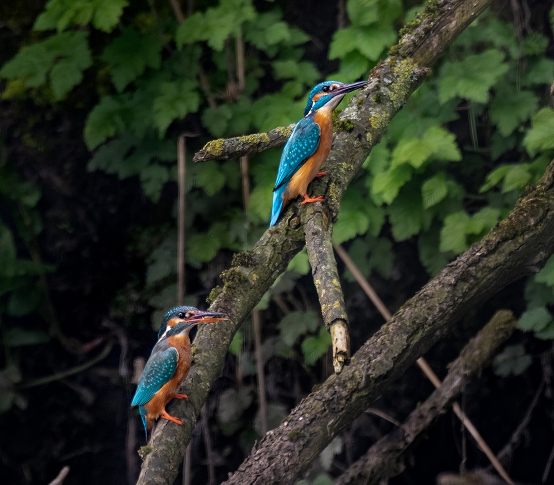 koppeltje ijsvogels