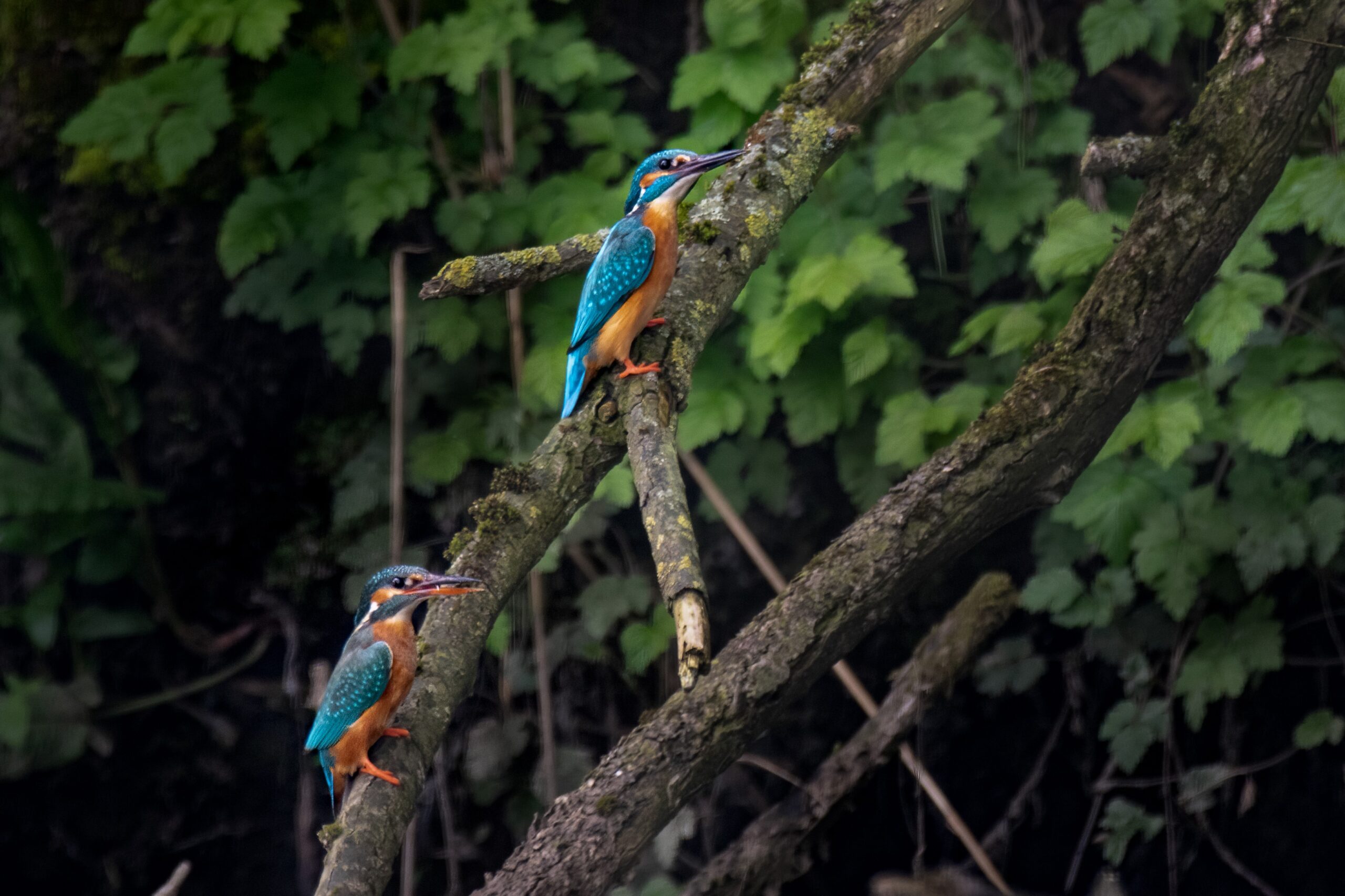 ervaring_bies_ijsvogels