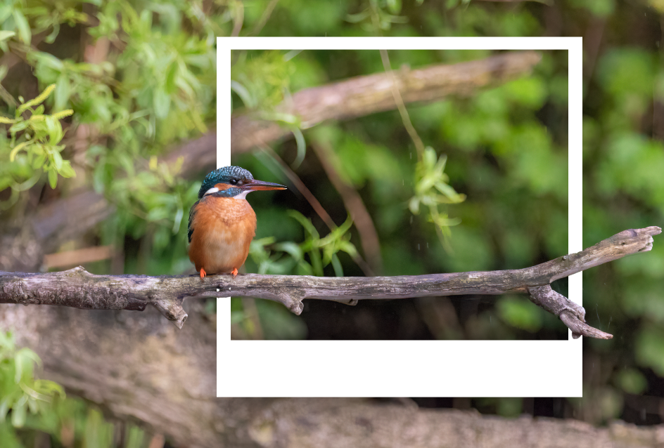 ijsvogel LInge